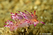Flabellina rubrolineata-Wakatobi Pasar wajo jetty-12m-20180602-Denis-ADER-DSC_3373_tn